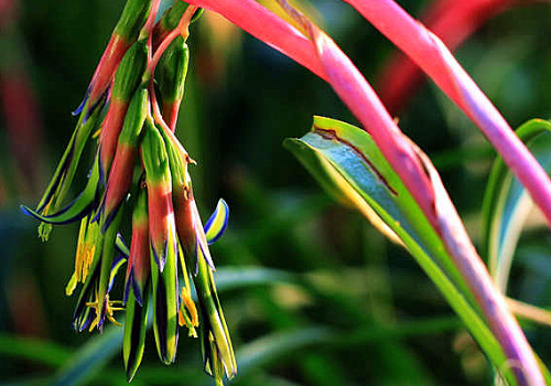 Is the flower in the water tower poisonous? matters needing attention in culture