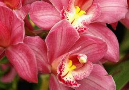 How to prune Cymbidium and what kind of soil is used for flower culture?