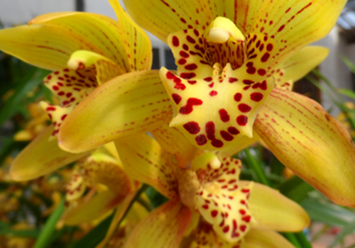 How to compound flowers and rotten roots of Cymbidium