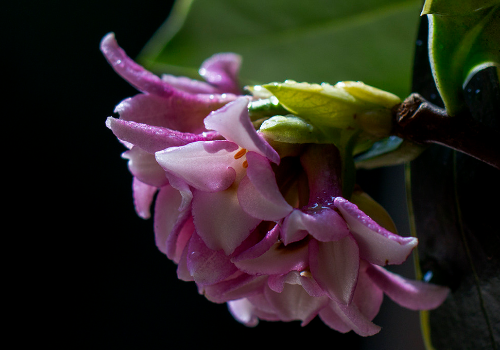 Can Phnom Penh Daphne be cultured in water? how to cultivate in water?