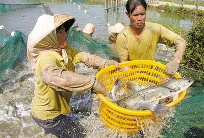 The secret of sea bass breeding experts for seven consecutive years