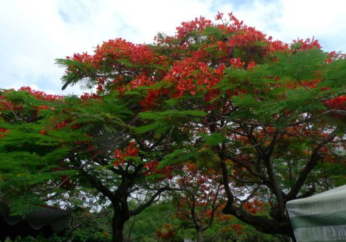 What is the difference between the common pest and control of Phoenix wood and Albizia paniculata