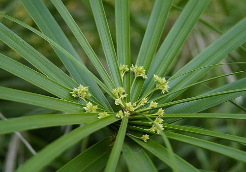 Can Umbrella grass bask in the sun? how to propagate by cutting