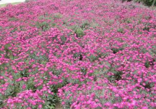 How to plant and water Dutch chrysanthemum