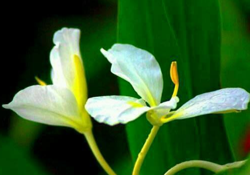 Notes on how to raise White Butterfly Flower