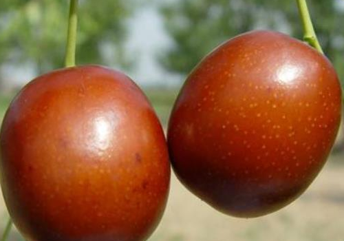 What's the name of the bug on the jujube tree? can it be grafted?