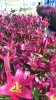 Taichung City Helps Farmers Stabilize Lily Prices Through Multi-Channel