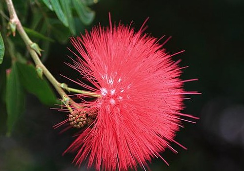 How to grow Zhu tasseled flowers? can you keep them indoors?