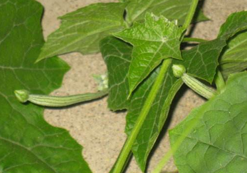 Towel gourd leaves yellowing. What to do?