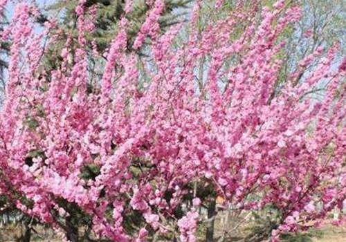 The difference between the grafting of Prunus mandshurica and Peach