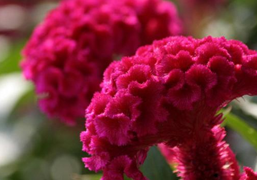 What disease can cockscomb flower cure? how much is the seed market price per jin?