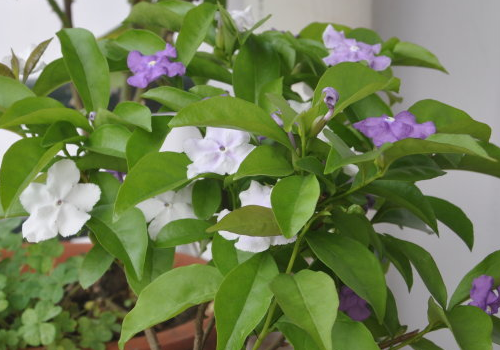 How to reproduce and prune two-color jasmine