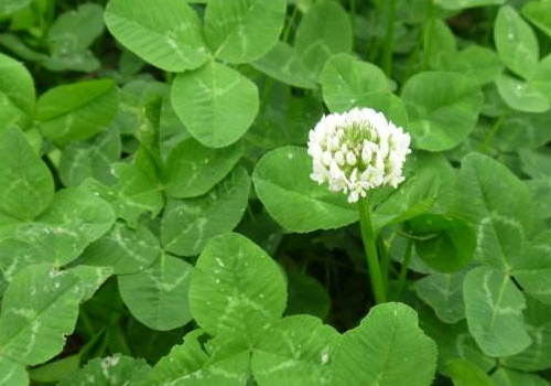 The difference between Trifolium repens and Trifolium repens