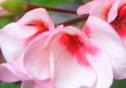 How to sow geraniums