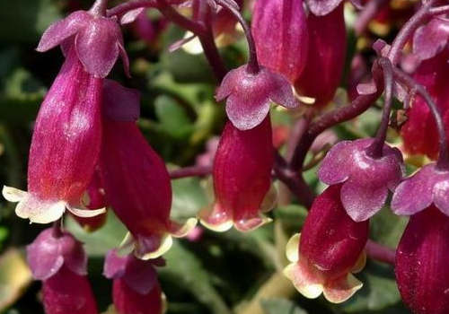 How to cut the longevity flowers of palace lanterns in several colors