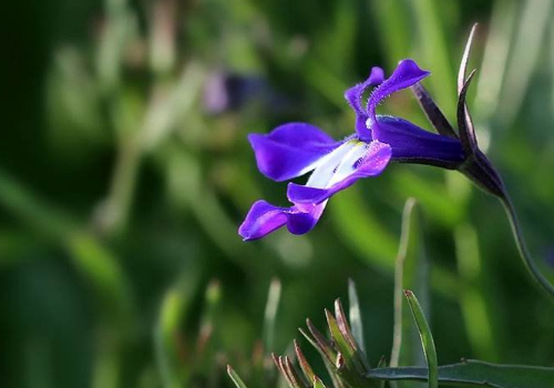 The seed planting method of butterfly flower: how long is the flowering period?