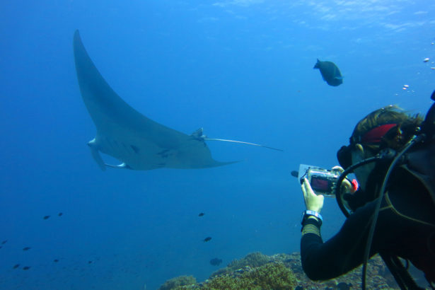 Ancient ghost manta rays: what do ghost manta rays eat? is manta rays highly poisonous? Are manta rays also called mantas?