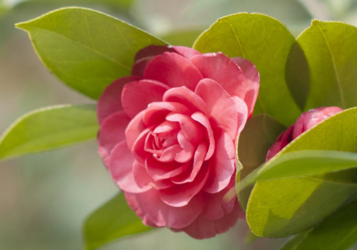 How to plant camellia seeds? can you raise them indoors?