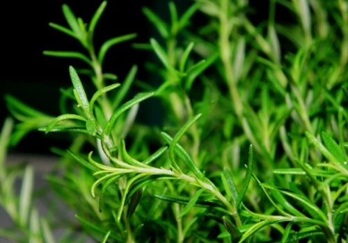 The difference between the planting method of Rosemary seed and Salvia