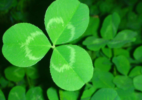 What is the difference between clover seeds and four-leaf clovers?