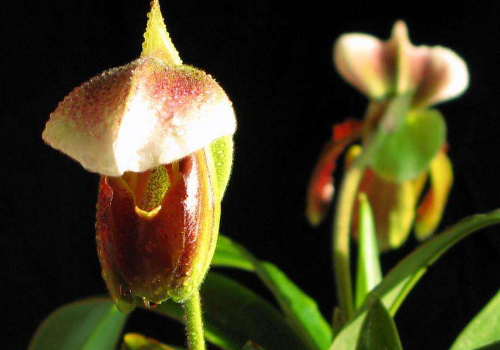 Does the cultivation method of Paphiopedilum blossom only once in a lifetime?