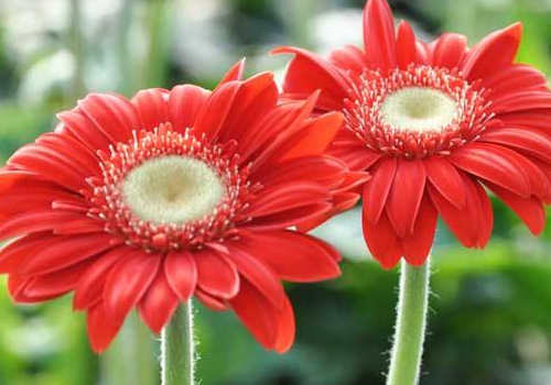 When does African chrysanthemum sow flowers? what is it?