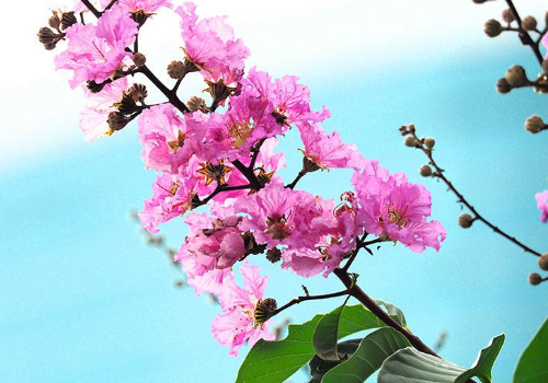 What are the medicinal effects of the seed planting methods of crape myrtle