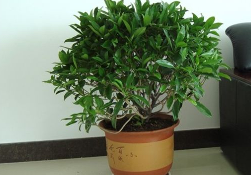 Can African jasmine be hydroponically cultured? what are the effects of fengshui?