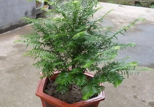 How much is it to raise yew bonsai?