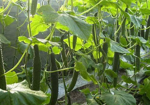 How to plant cucumber seeds and germinate in a few days