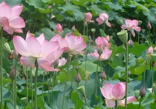 When does the lotus bloom and in what season is it planted?