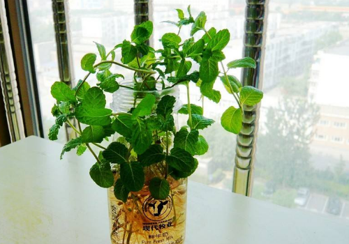 Can peppermint be cultured in water? how to cultivate in water?