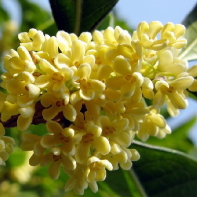 Can sweet-scented osmanthus trees be planted indoors? what plants can be planted?