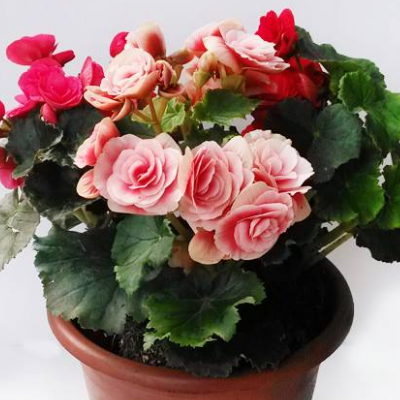 When does Rieger Begonia blossom and what are the propagation methods?