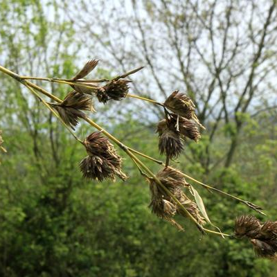 Why does the bamboo die after it blossoms? is there any sign?