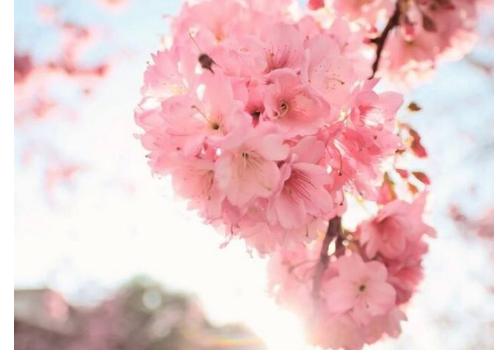 The difference between Cherry Blossom Tree planting technique and Cherry Tree