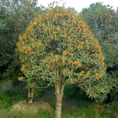 What if the leaves of sweet-scented osmanthus trees are dry? what if they turn yellow?