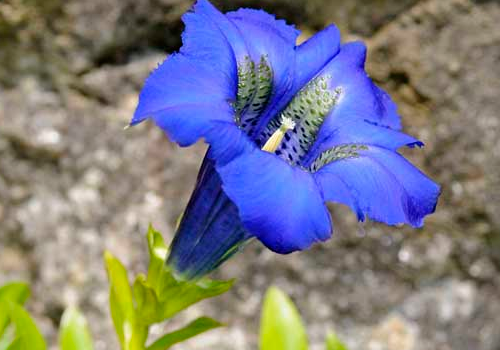 The effect of soaking water and drinking water on the planting technology of gentian