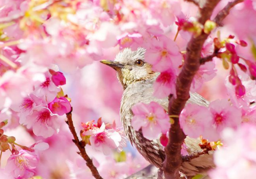 The Cuttage technique of Cherry Blossom trees what to do if they lose their leaves