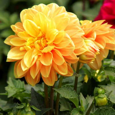 The difference between the cultivation method of dahlia and dahlia