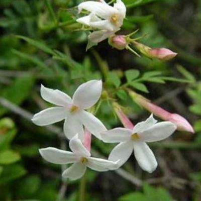 Is the cultivation method of square flowers jasmine?