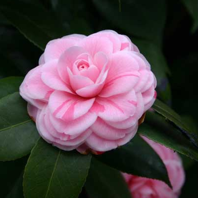 How to cultivate and propagate Camellia in potted plants