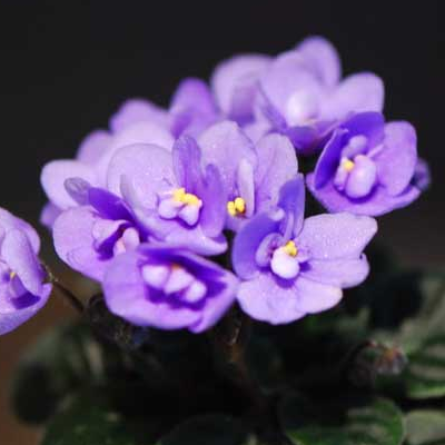 How do African violets reproduce? is it poisonous?