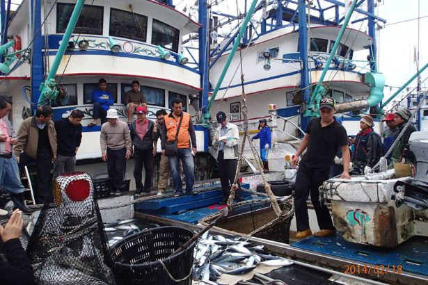 The length of mackerel has been restored after a fishing moratorium for nearly five years, and the Fisheries Department plans to open 100-ton fishing boats to the 