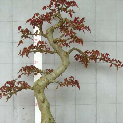 How to shape and raise the triangular maple bonsai