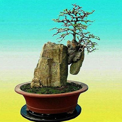 What kind of stone is used to make stone bonsai?