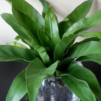 Can bird's nest fern be hydroponically cultured? what about the scorched edges of the leaves?