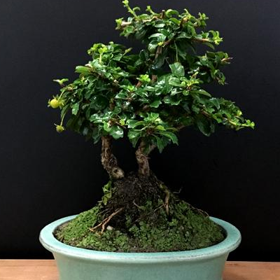 How does Fujian tea bonsai shape? how much is the price?