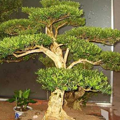 What is the price of the maintenance method of boxwood bonsai?