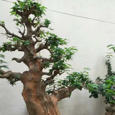 How to trim the triangular maple bonsai? what's the price?